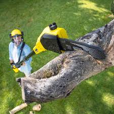 Best Lawn Renovation and Restoration  in Georgetown, DE