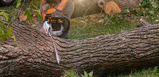 Best Palm Tree Trimming  in Georgetown, DE