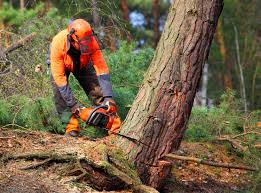 Best Aeration Services  in Georgetown, DE