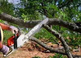 Best Tree Trimming and Pruning  in Georgetown, DE