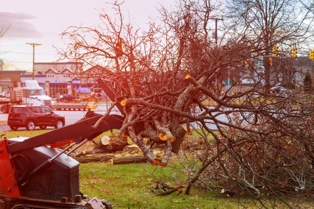 How Our Tree Care Process Works  in  Georgetown, DE