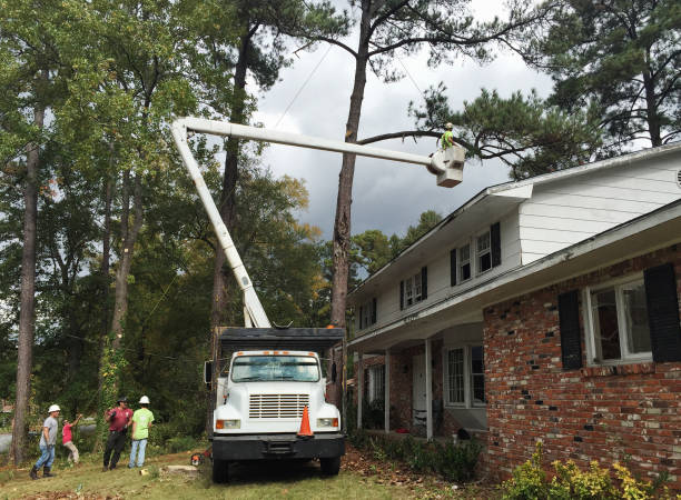 Best Tree Maintenance Programs  in Georgetown, DE