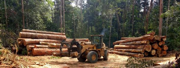 Best Firewood Processing and Delivery  in Georgetown, DE