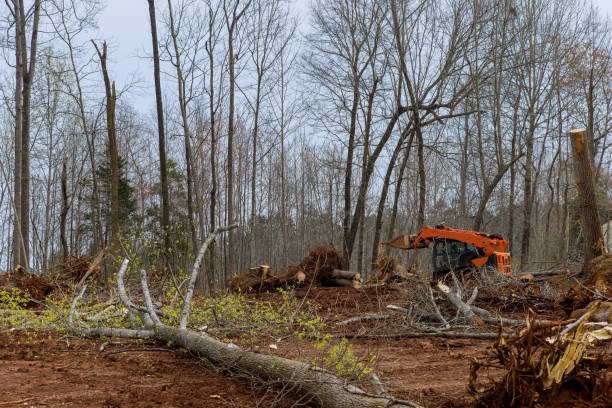 Best Utility Line Clearance  in Georgetown, DE