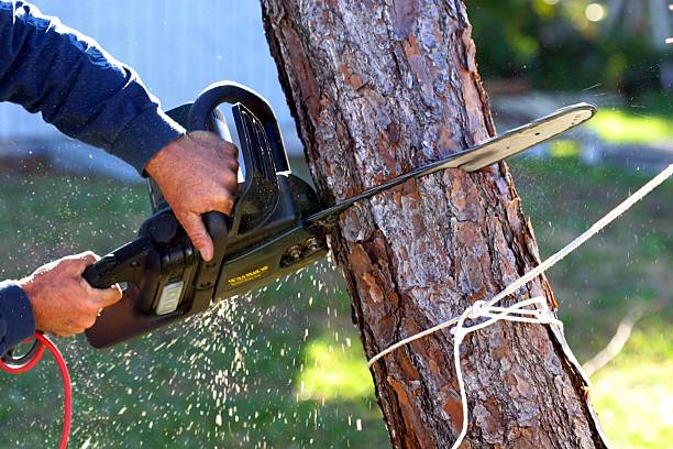 Best Tree Risk Assessment  in Georgetown, DE