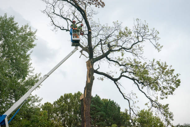 Professional Tree Care in Georgetown, DE