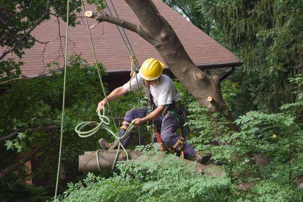 Best Tree Health Inspection  in Georgetown, DE