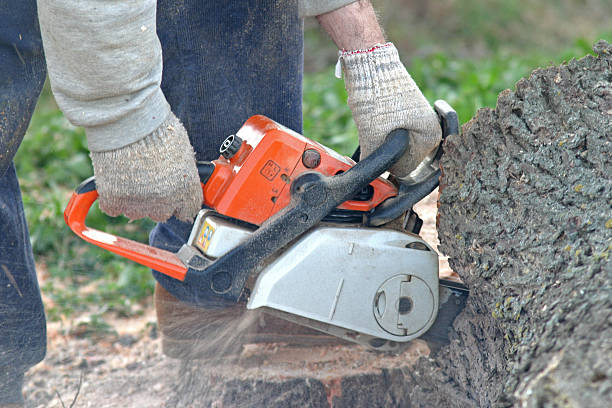 Best Leaf Removal  in Georgetown, DE