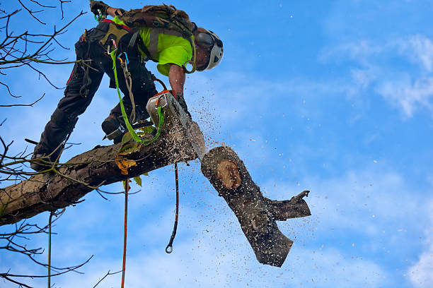 Best Tree Disease Treatment  in Georgetown, DE
