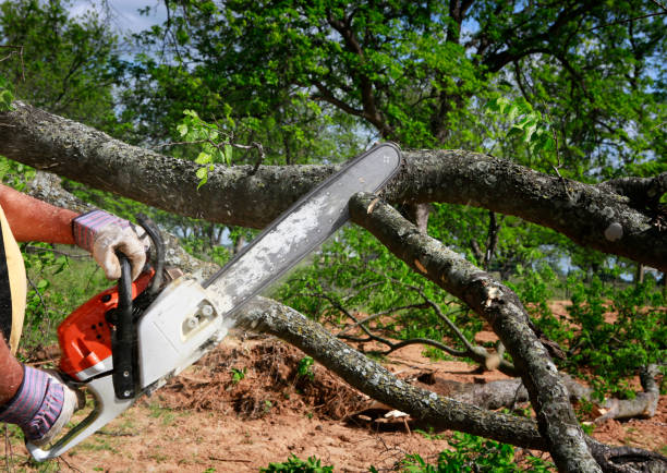 Best Soil Testing and Treatment  in Georgetown, DE